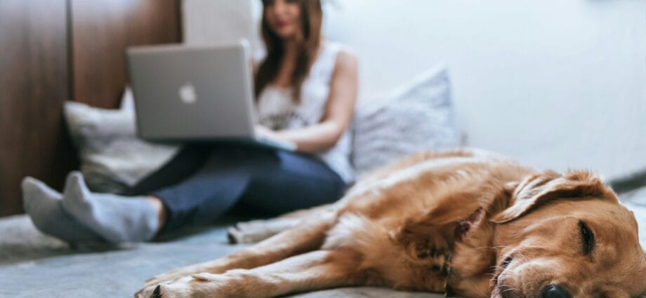 Golden Retriever lying on bed
