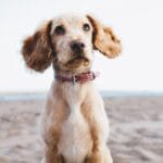 a brown dog sitting on top of a sandy beach