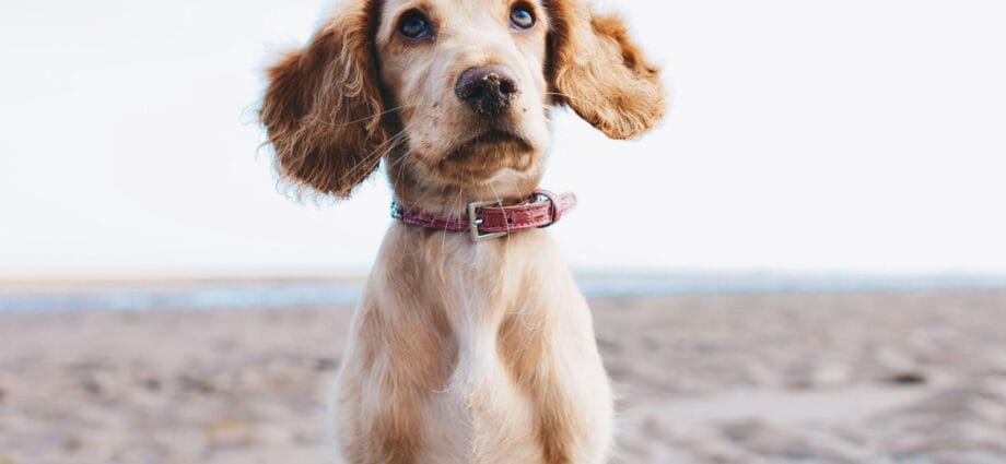 a brown dog sitting on top of a sandy beach