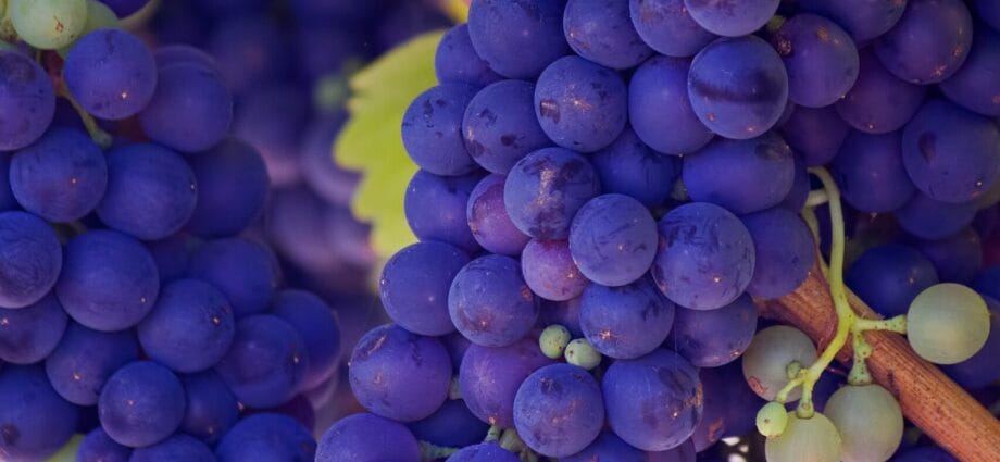 photo of purple grape fruits